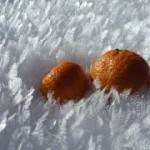 Ученые: употребление мандаринов и апельсинов зимой может принести вред