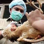 В Индонезии обнаружен новый вид птичьего гриппа
